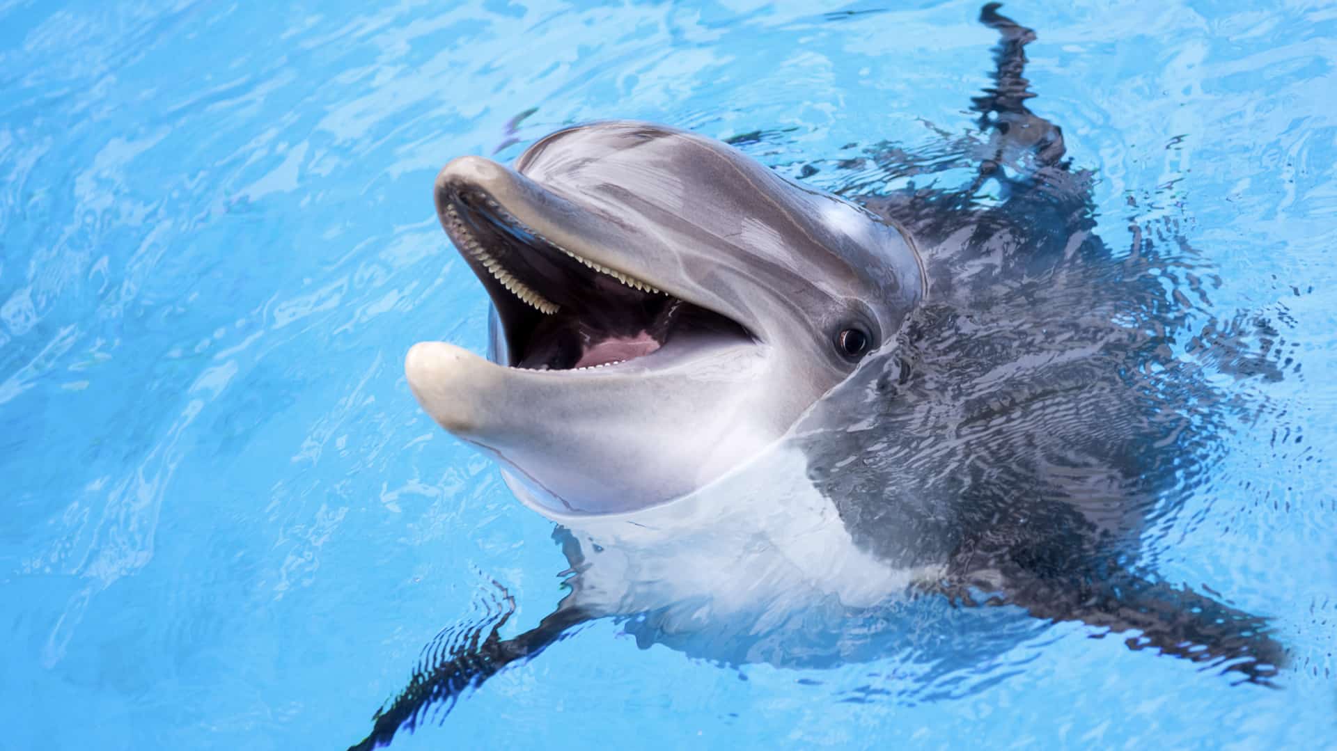 a dolphin raises their head out of the water