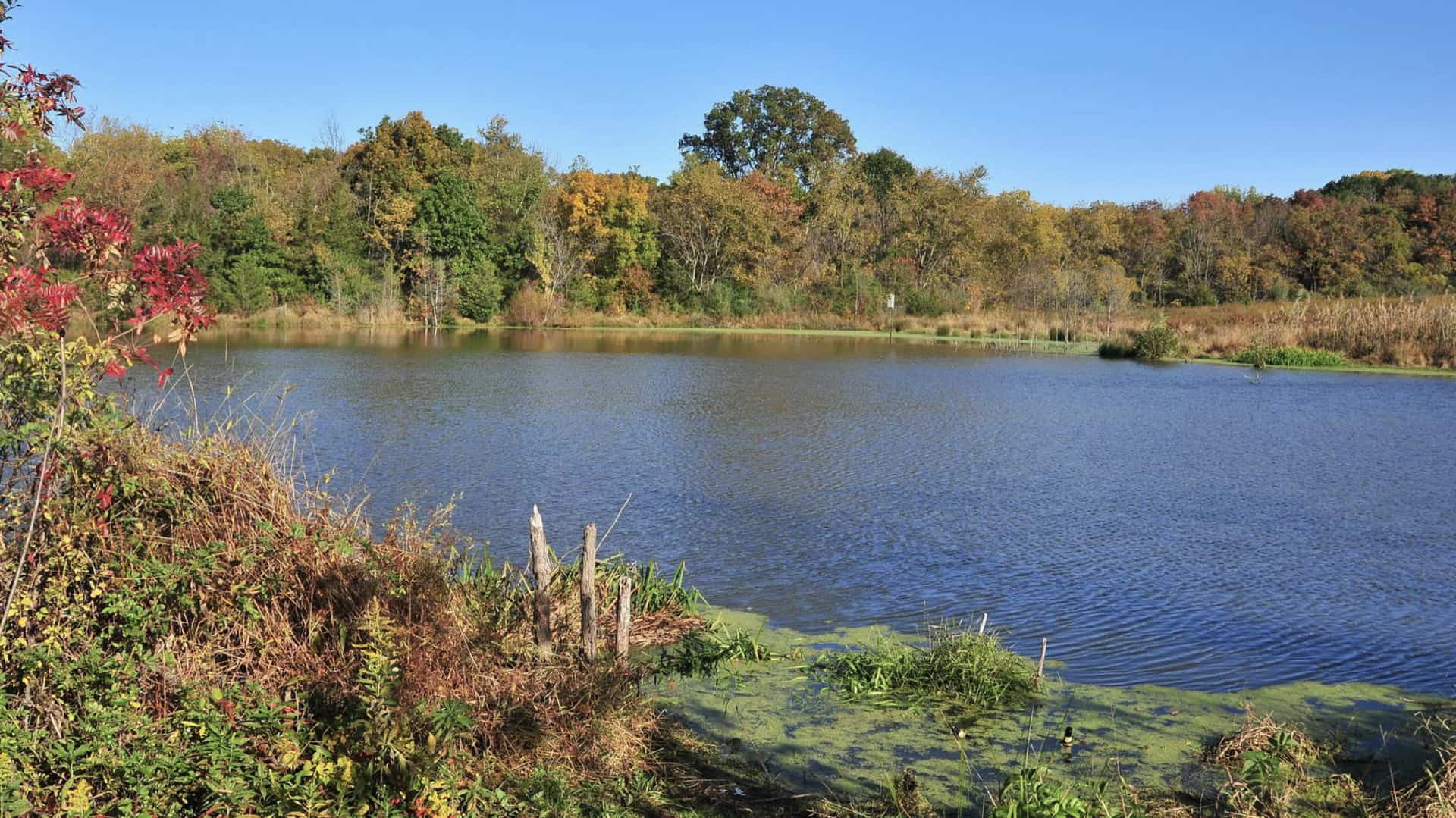 lake surrounded by trees