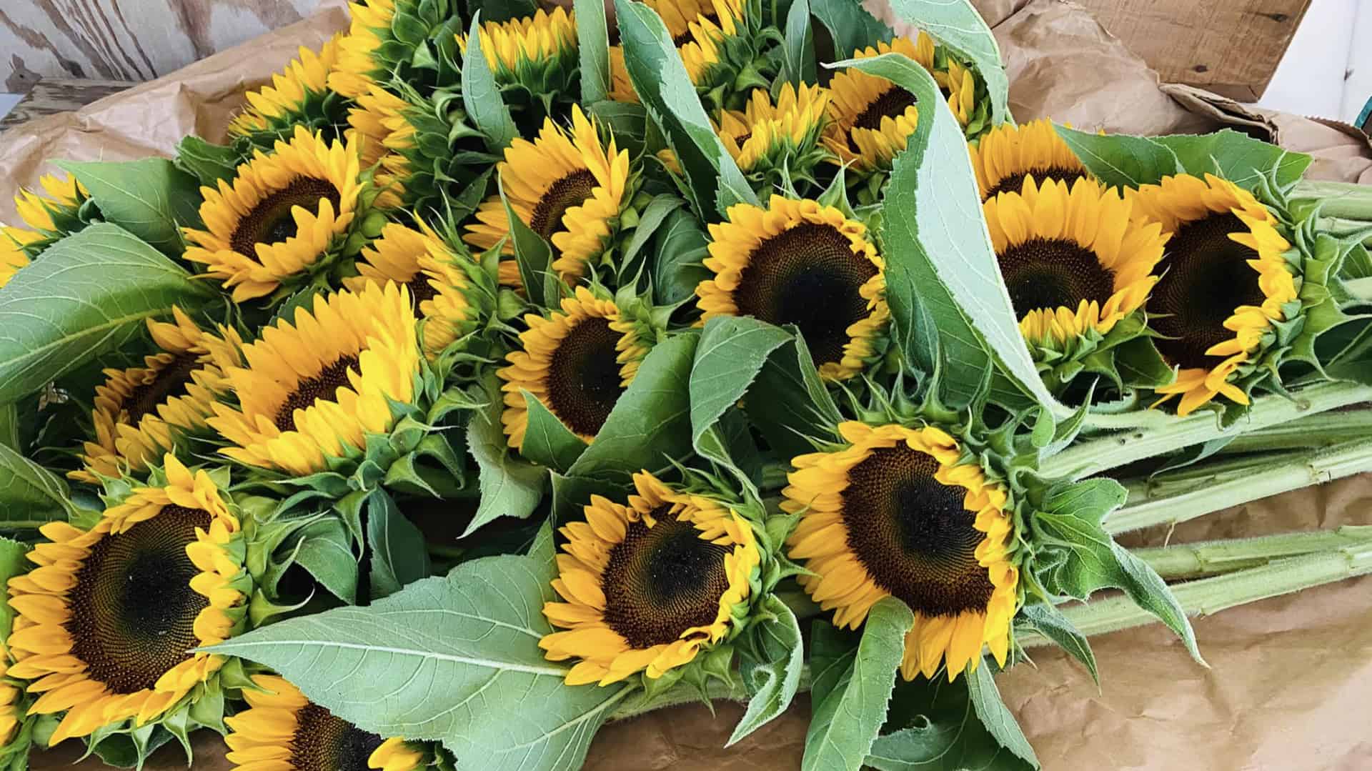 sunflowers sit on a table