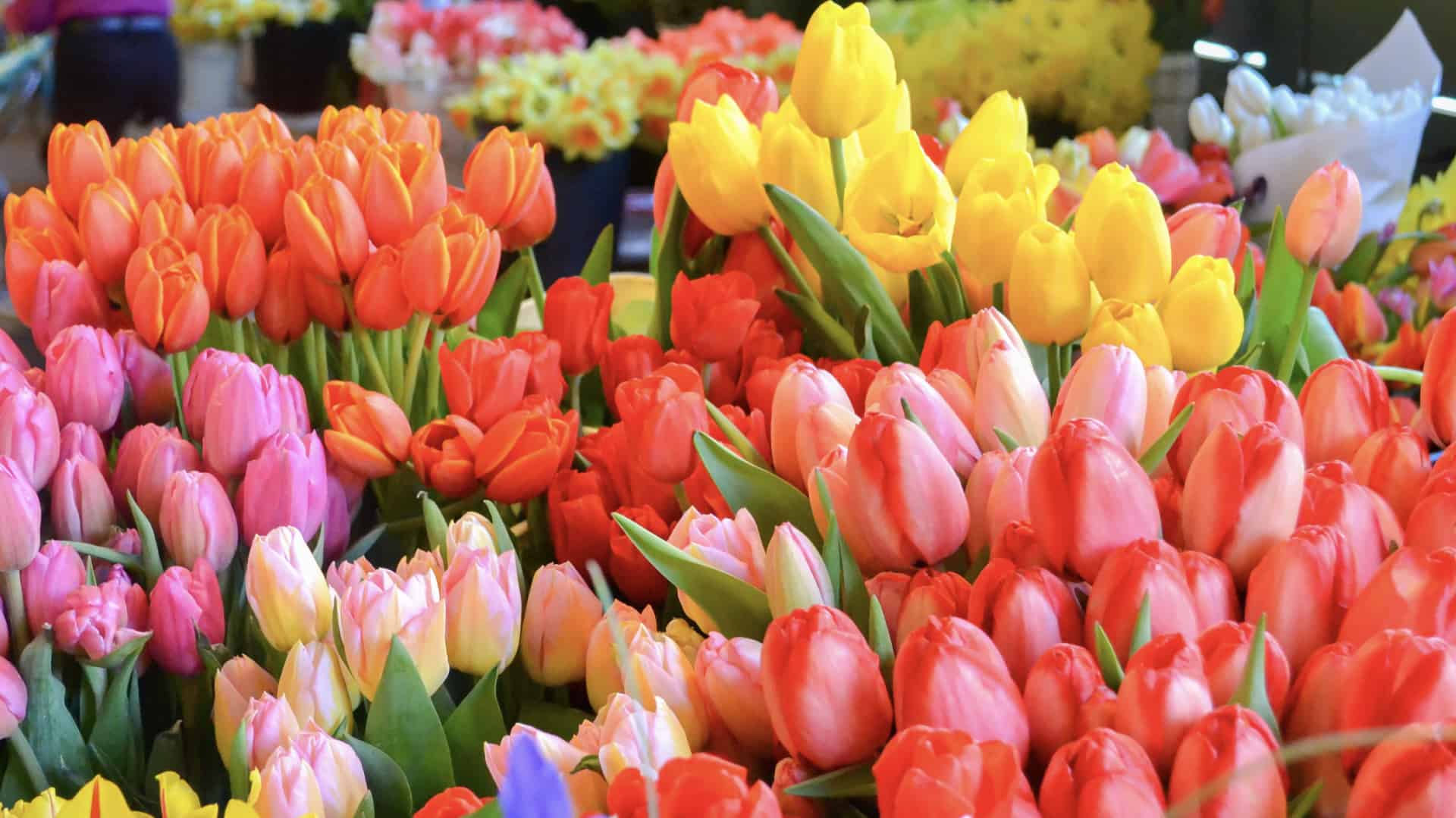 tulips and daffodil flowers sit on a table at a farmers market