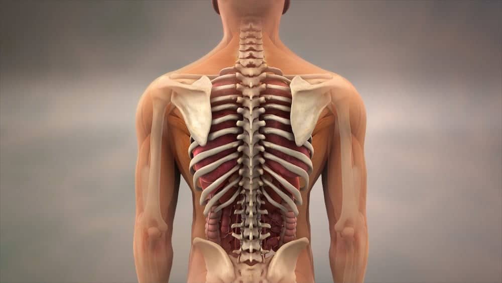 Model of the human spine | Tech Neck Frequently Asked Questions | Northeast Spine and Sports Medicine