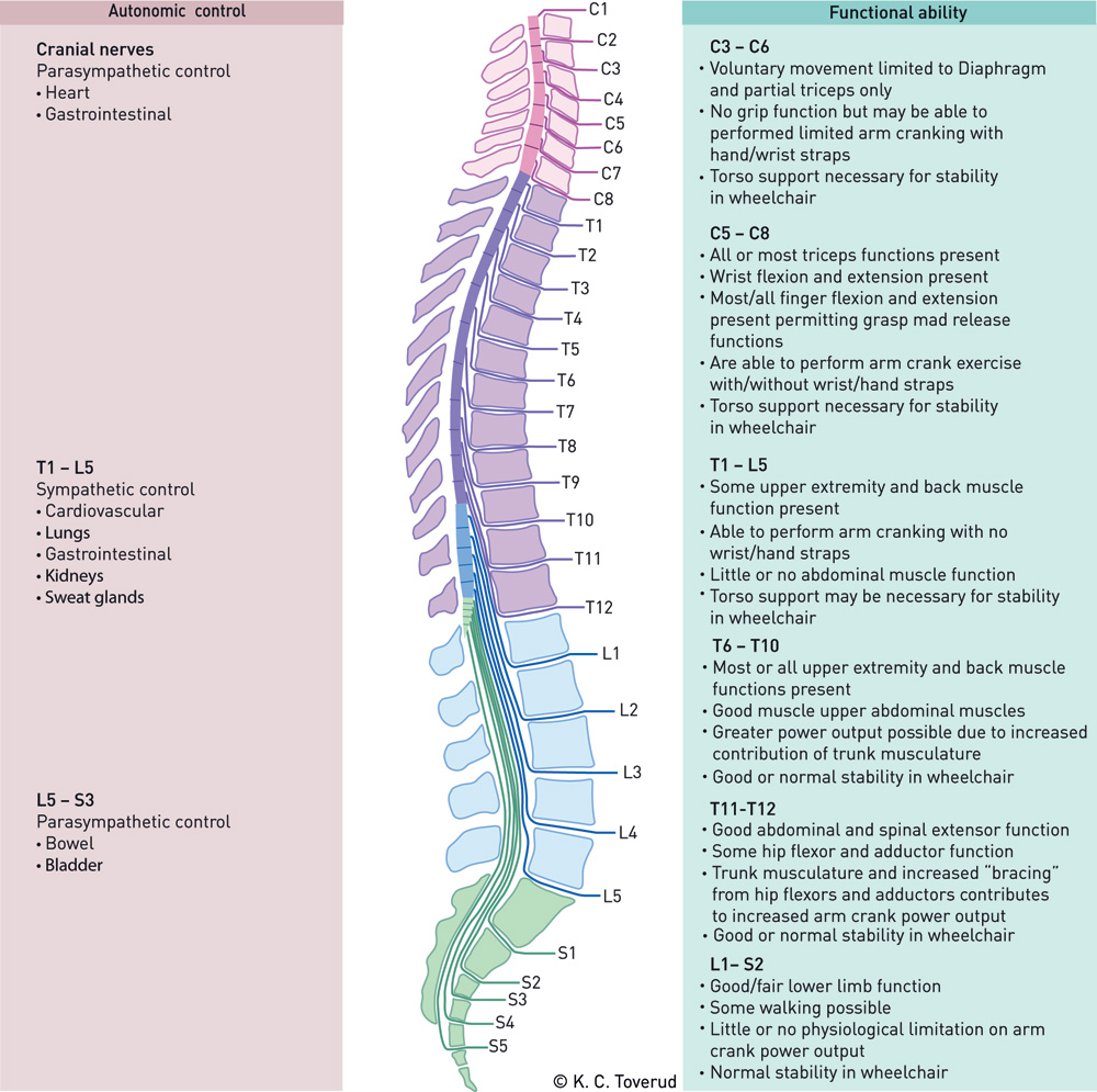 Spinal Nerves Function Chart